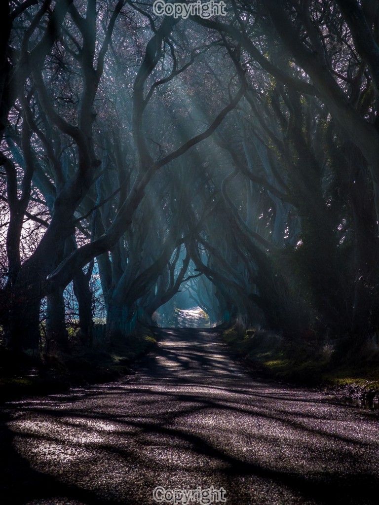 David Laverty: The Dark Hedges in County Antrim. This tree lined road was used in the filming of the tv series "The Game of Thrones" Equipment: Fujifilm X10 Digital Camera