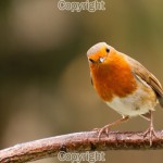 Andy Davies - Quizzical Robin - Canon 7D MkI & Tamron 70-300mm