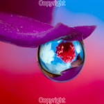 Bob Wood - Different View of Red Carnation - Canon 7D & MPE65