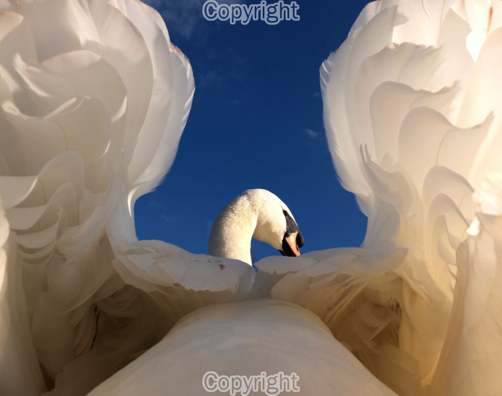Swan from an unusual angle  Fujifilm X10
