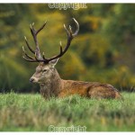 Sean Savage - Deer oh Deer - Nikon D600 with 600mm f4