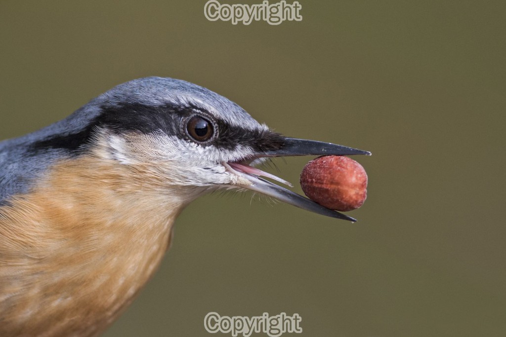 Michael Erwin - The Prize - Nikon D810 & 300mm F2.8