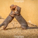 Bob McManus - Lets Dance - Canon 5D Mk III & 100-400mm