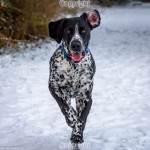 May McConnell - Happy Dog in the Snow - Nikon D7200 with 18-105mm