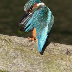 Mary Wilde - Kingfisher Preening - Canon EOS 7D Mark II with 300mm 2.8 and 2X