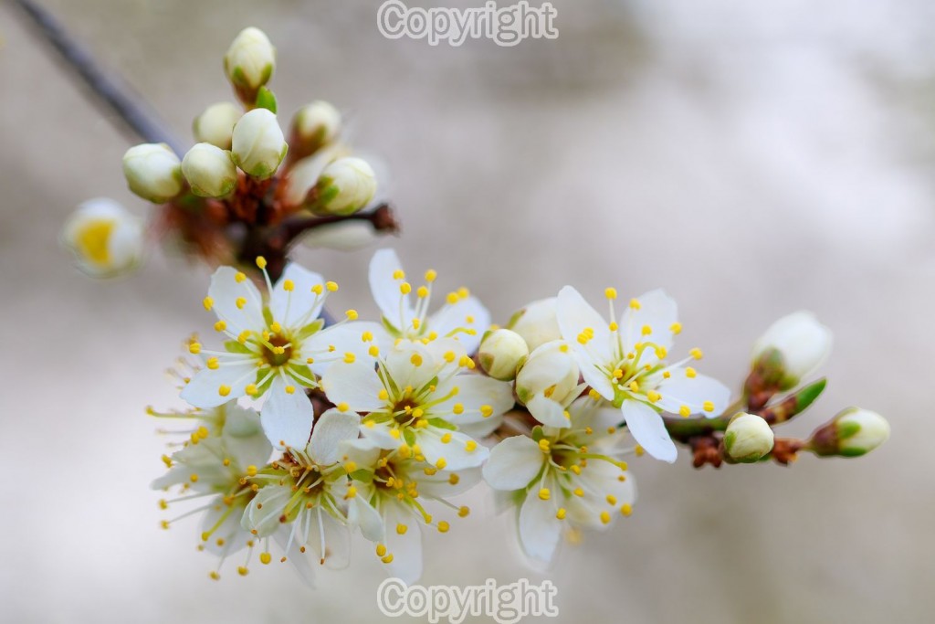 Spring Blossom - Canon 7D Mark II with Macro Lens