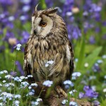 Roland Rodgerson - Owl in the Wild Flower Garden - Canon 70D with 300mm f2.8